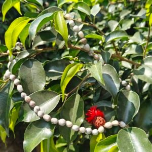 Vaijanti Mala